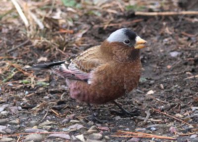 Gray-crowned Rosy-Finch; male