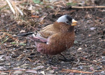 Gray-crowned Rosy-Finch; male 