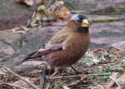 Gray-crowned Rosy-Finch; male