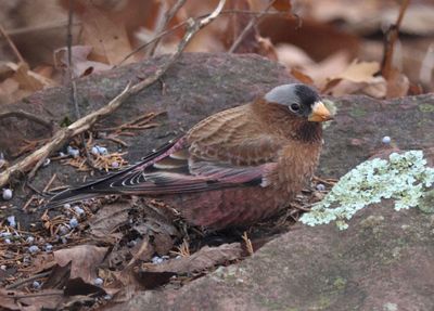 Gray-crowned Rosy-Finch; male