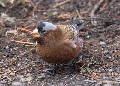 Gray-crowned Rosy-Finch; male 