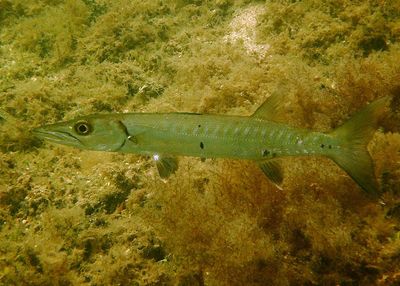 Great Barracuda