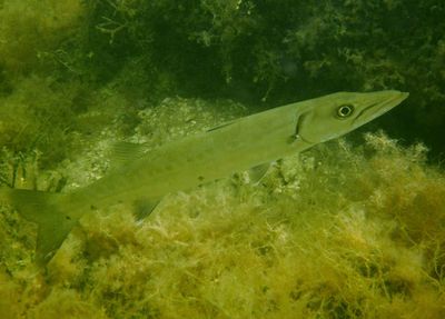 Great Barracuda