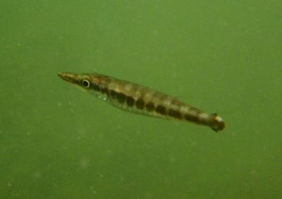Great Barracuda; juvenile