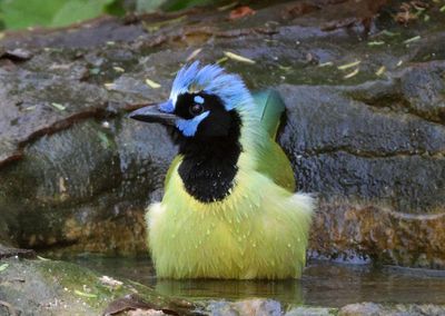 Green Jay 