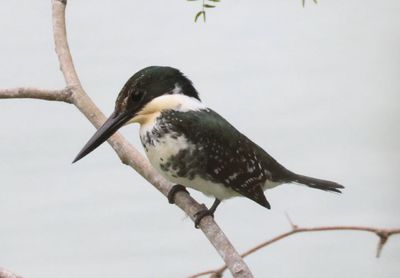 Green Kingfisher; female