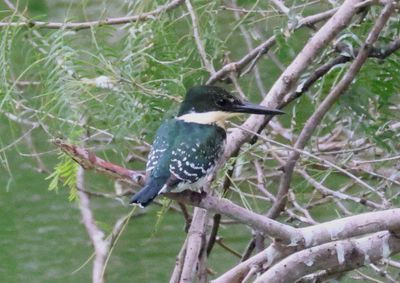 Green Kingfisher; female