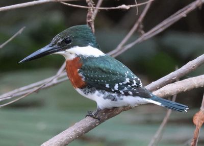 Green Kingfisher; male 
