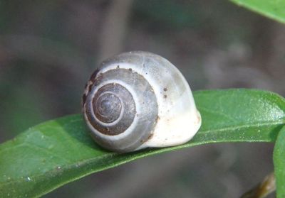 Helicina orbiculata; Globular Drop Snail