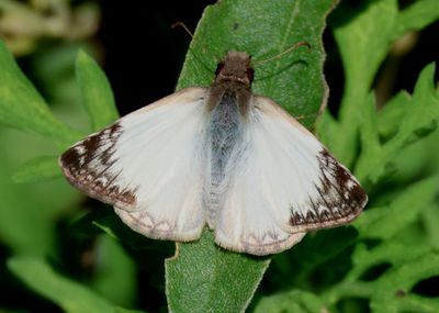 Heliopetes laviana; Laviana White-Skipper; male