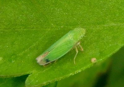 Hortensia similis; Sharpshooter species