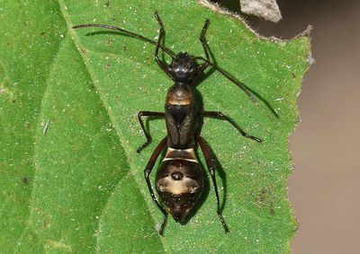 Hyalymenus tarsatus; Texas Bow-legged Bug nymph