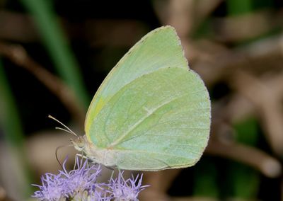 Kricogonia lyside; Lyside Sulphur