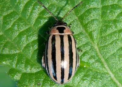 Kuschelina petaurista; Flea Beetle species