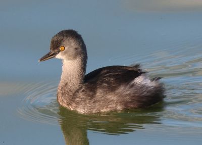 Least Grebe; basic