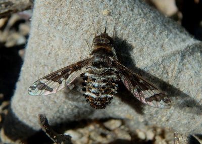 Lepidanthrax Bee Fly species