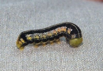 Libytheana carinenta; American Snout caterpillar