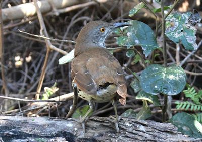 Long-billed Thrasher 