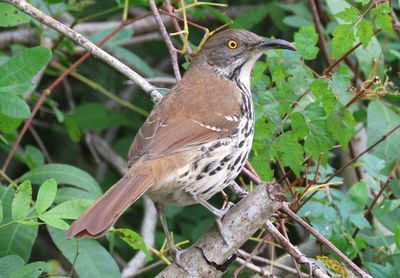 Long-billed Thrasher 