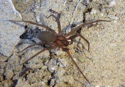 Loxosceles Brown Spider species