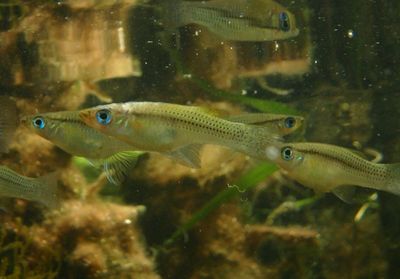 Mangrove Gambusia
