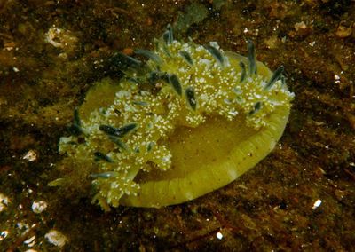Mangrove Upsidedown Jellyfish