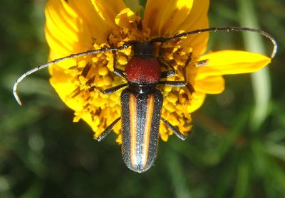 Mannophorus laetus; Longhorn Beetle species