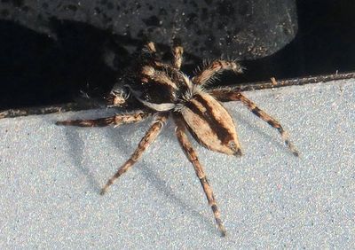 Menemerus bivittatus; Gray Wall Jumper; male; exotic