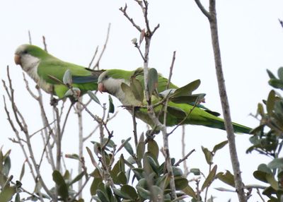 Monk Parakeets; exotic