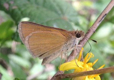 Nastra julia; Julia's Skipper