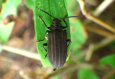 Neolochmaea dilatipennis; Leaf Beetle species; exotic 