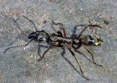 Neoponera villosa; Hairy Panther Ant