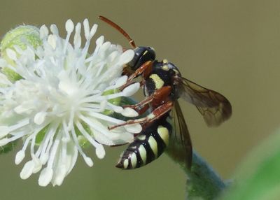 Nomada texana; Texas Nomad Bee