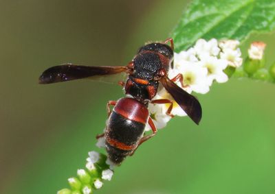 Pachodynerus erynnis; Red-marked Pachodynerus