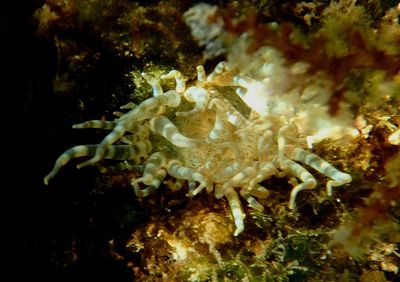 Pale Anemone