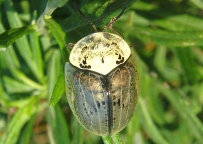 Physonota alutacea; Wild Olive Tortoise Beetle