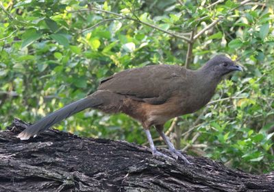 Plain Chachalaca 