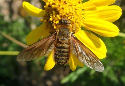 Bee Flies