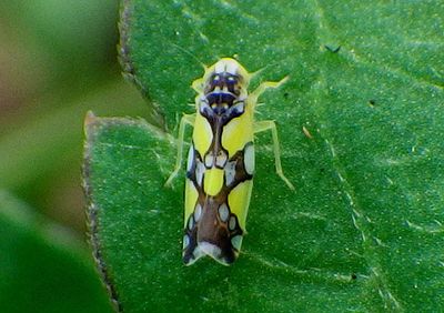 Protalebrella brasiliensis; Brazilian Leafhopper 