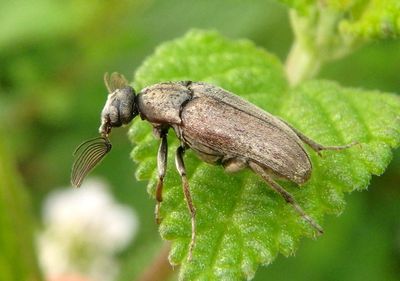 Ptilophorus wrightii; Wedge-shaped Beetle species 