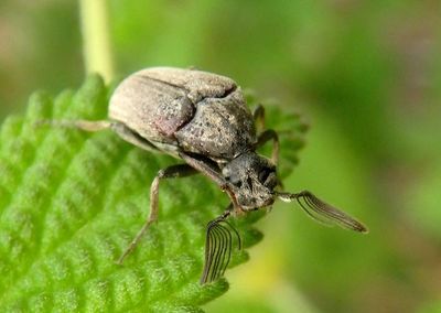 Ptilophorus wrightii; Wedge-shaped Beetle species