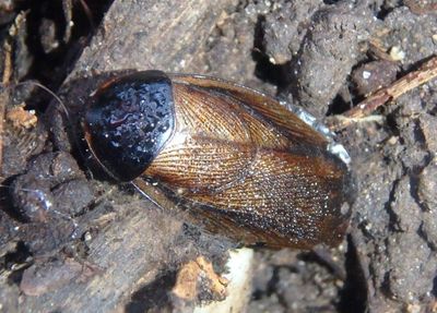 Pycnoscelus surinamensis; Surinam Cockroach; exotic