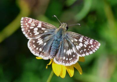 Pyrgus albescens; White Checkered-Skipper