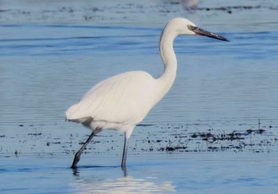 Reddish Egret; white morph