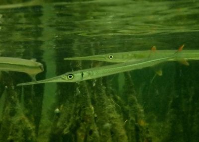 Redfin Needlefish