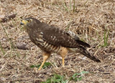Roadside Hawk; juvenile 