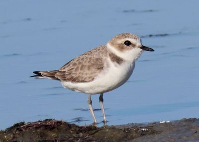 Snowy Plover; basic 