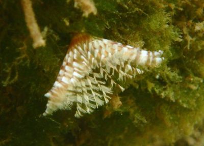 Split-crown Feather Duster