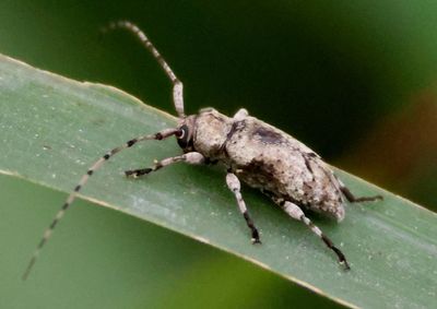 Long-horned Beetles