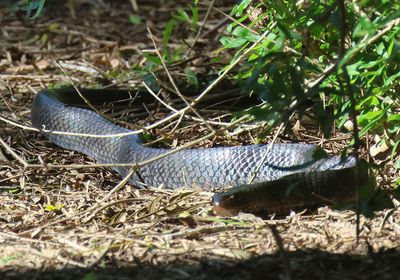 Texas Indigo Snake